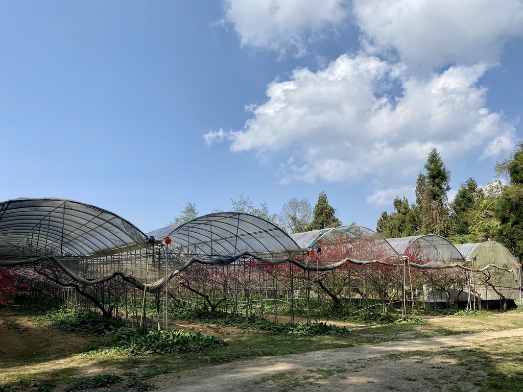 不能錯過的南投仁愛鄉景點-到國立臺灣大學山地實驗農場(台大梅峰農場)欣賞超美桃花廊、採水蜜桃