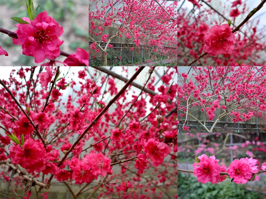 不能錯過的南投仁愛鄉景點-到國立臺灣大學山地實驗農場(台大梅峰農場)欣賞超美桃花廊、採水蜜桃 不能錯過的南投仁愛鄉景點-到國立臺灣大學山地實驗農場(台大梅峰農場)欣賞超美桃花廊、採水蜜桃