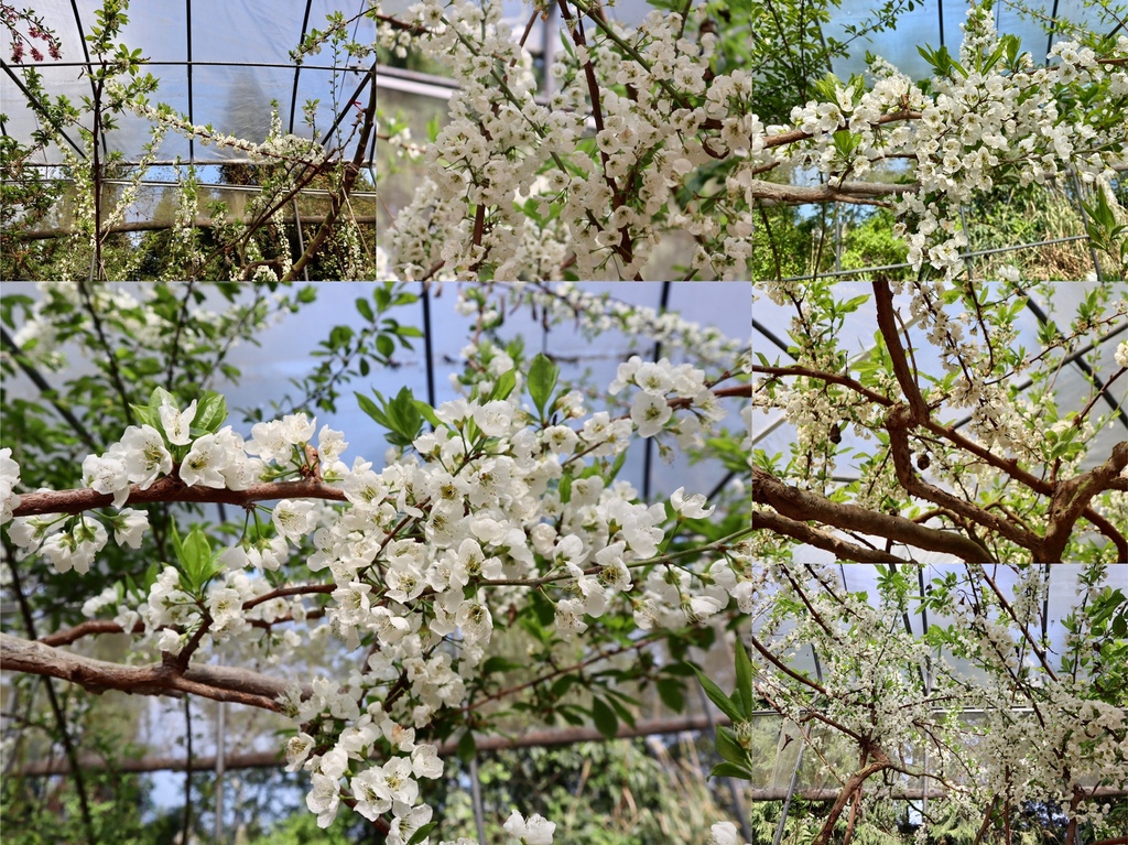 不能錯過的南投仁愛鄉景點-到國立臺灣大學山地實驗農場(台大梅峰農場)欣賞超美桃花廊、採水蜜桃 不能錯過的南投仁愛鄉景點-到國立臺灣大學山地實驗農場(台大梅峰農場)欣賞超美桃花廊、採水蜜桃