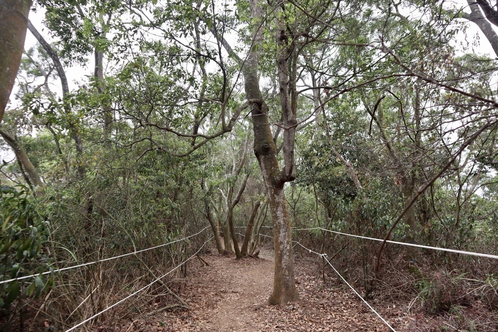 苗栗銅鑼景點-到好客公園欣賞油桐花！來趟白色浪漫的苗栗一日遊