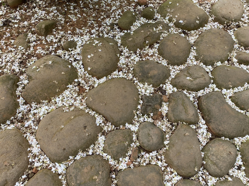 苗栗銅鑼景點-到好客公園欣賞油桐花！來趟白色浪漫的苗栗一日遊