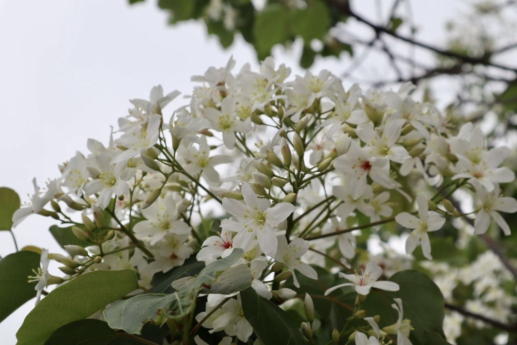 苗栗銅鑼景點-到好客公園欣賞油桐花！來趟白色浪漫的苗栗一日遊