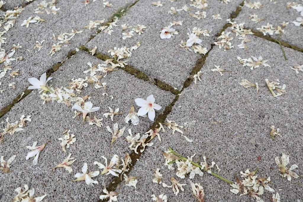 苗栗銅鑼景點-到好客公園欣賞油桐花！來趟白色浪漫的苗栗一日遊