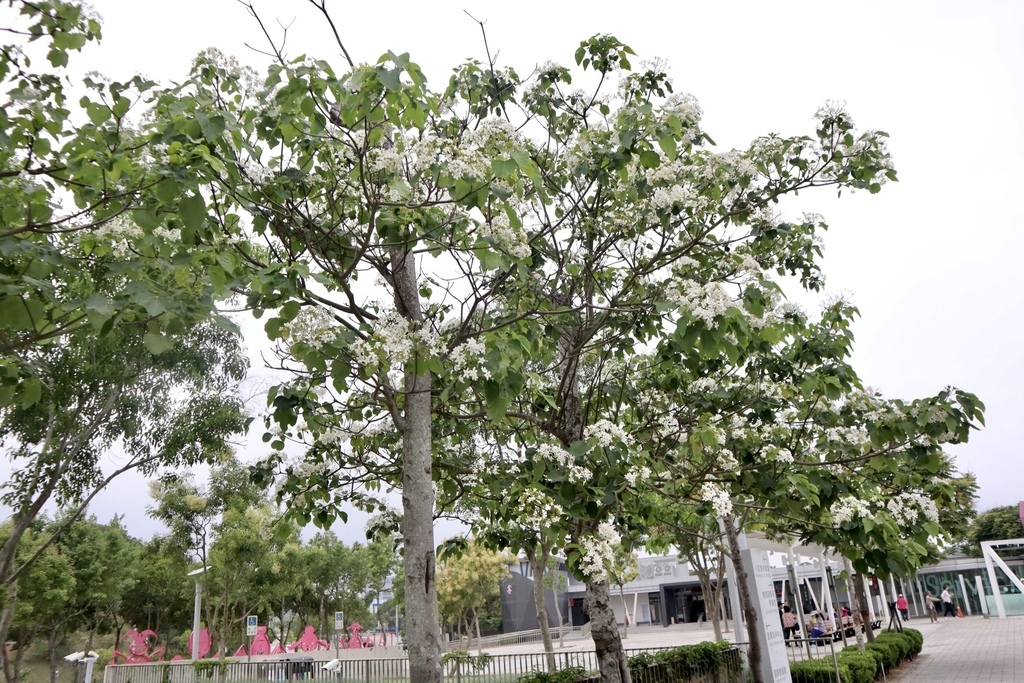 苗栗銅鑼景點-到好客公園欣賞油桐花！來趟白色浪漫的苗栗一日遊