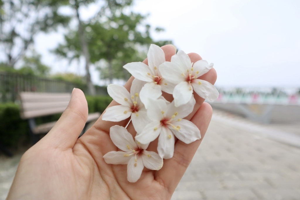 苗栗銅鑼景點-到好客公園欣賞油桐花！來趟白色浪漫的苗栗一日遊