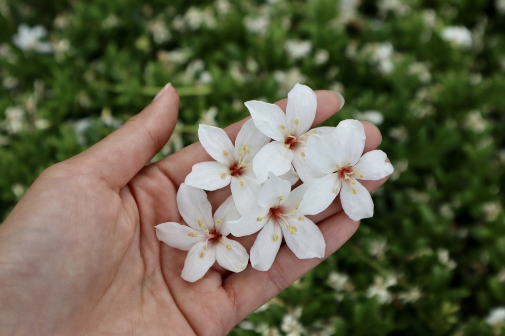 苗栗銅鑼景點-到好客公園欣賞油桐花！來趟白色浪漫的苗栗一日遊