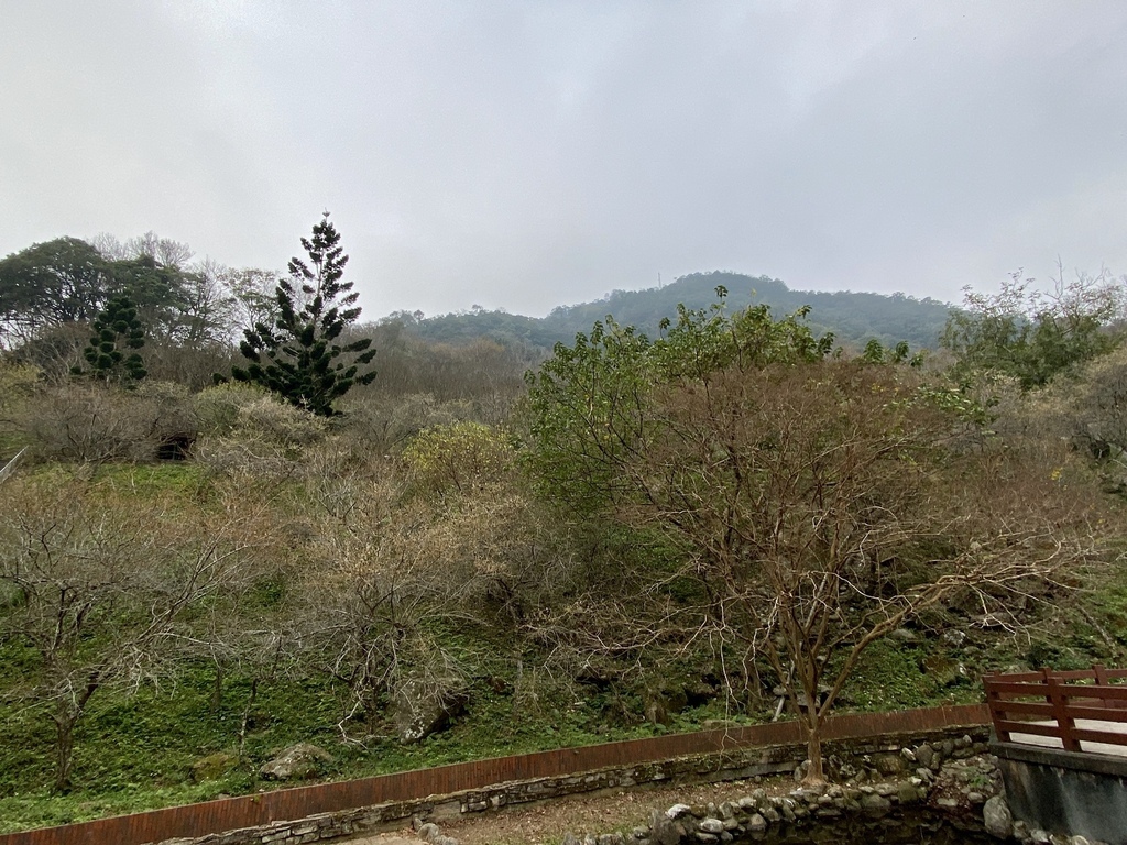 桃園景點-北部賞梅秘境！跟著丁小羽去桃園石門水庫賞梅花