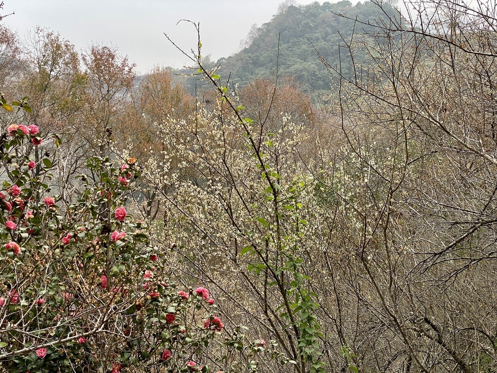 桃園景點-北部賞梅秘境！跟著丁小羽去桃園石門水庫賞梅花