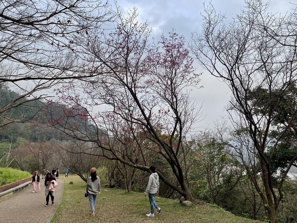 桃園景點-北部賞梅秘境！跟著丁小羽去桃園石門水庫賞梅花