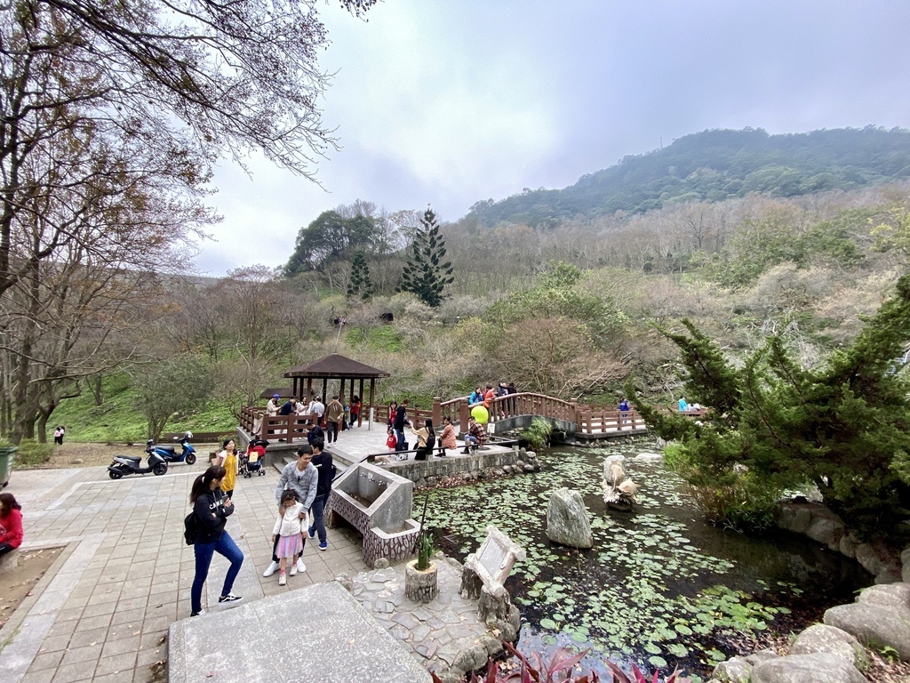 桃園景點-北部賞梅秘境！跟著丁小羽去桃園石門水庫賞梅花