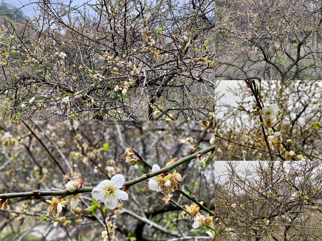 桃園景點-北部賞梅秘境！跟著丁小羽去桃園石門水庫賞梅花