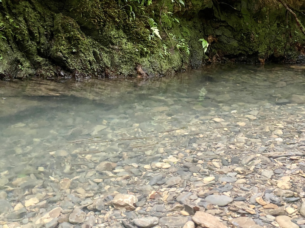 新北景點-我們一起去『坪溪古道』消暑！出發淡蘭古道坪溪段