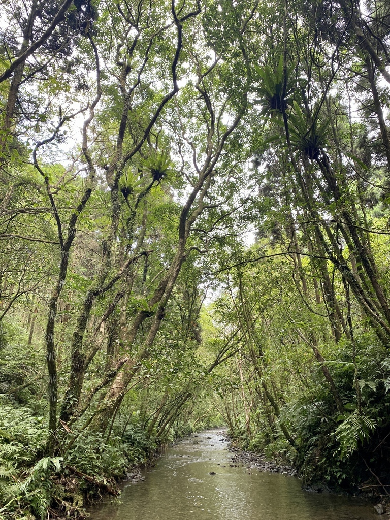 新北景點-我們一起去『坪溪古道』消暑！出發淡蘭古道坪溪段