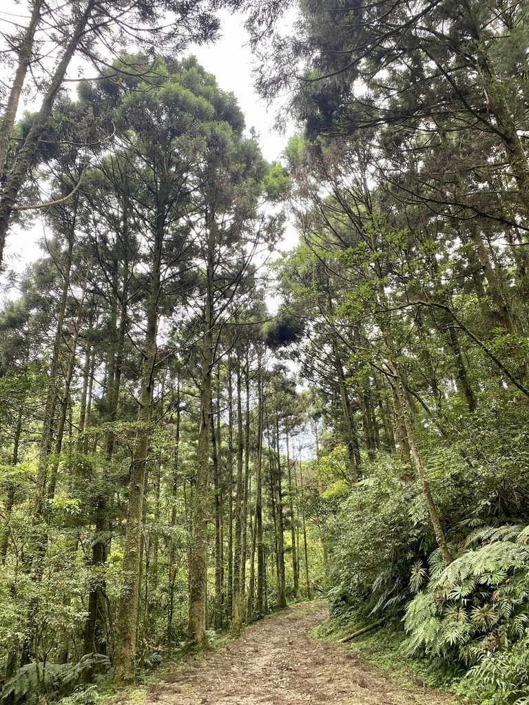 新北景點-我們一起去『坪溪古道』消暑！出發淡蘭古道坪溪段