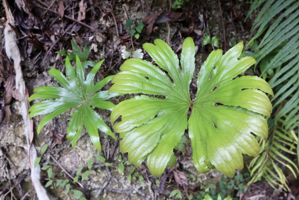 新北景點-我們一起去『坪溪古道』消暑！出發淡蘭古道坪溪段