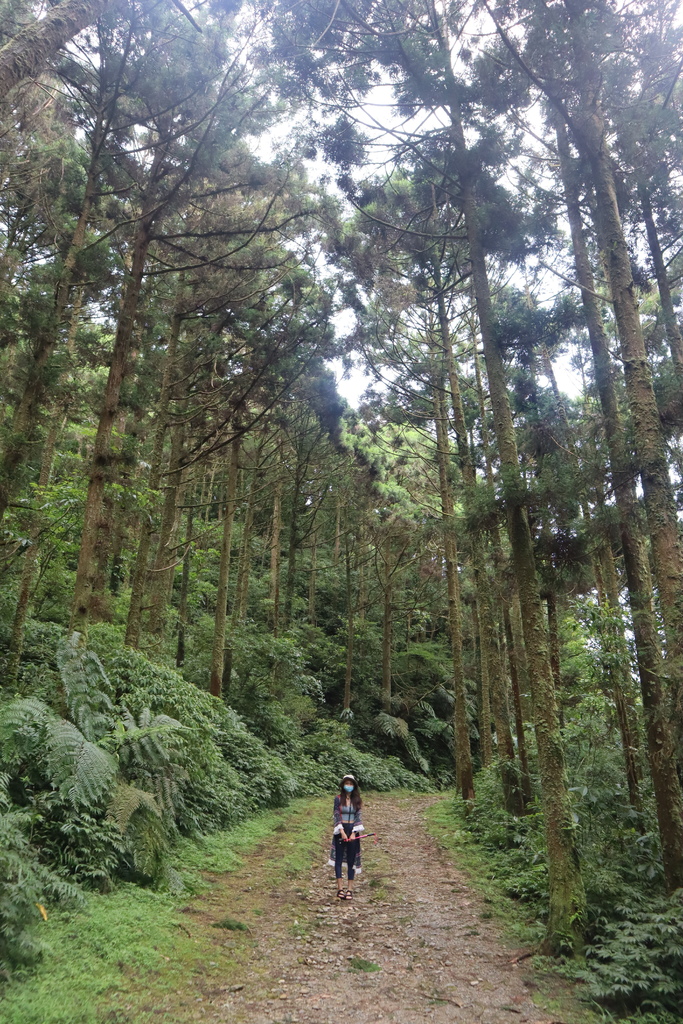 新北景點-我們一起去『坪溪古道』消暑！出發淡蘭古道坪溪段