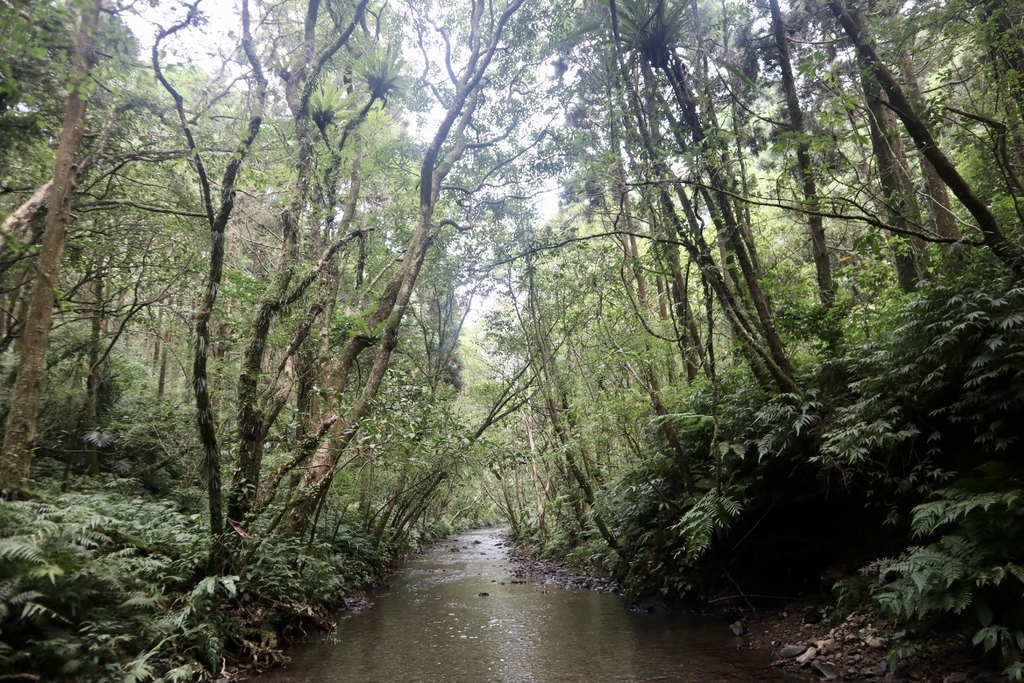 新北景點-我們一起去『坪溪古道』消暑！出發淡蘭古道坪溪段