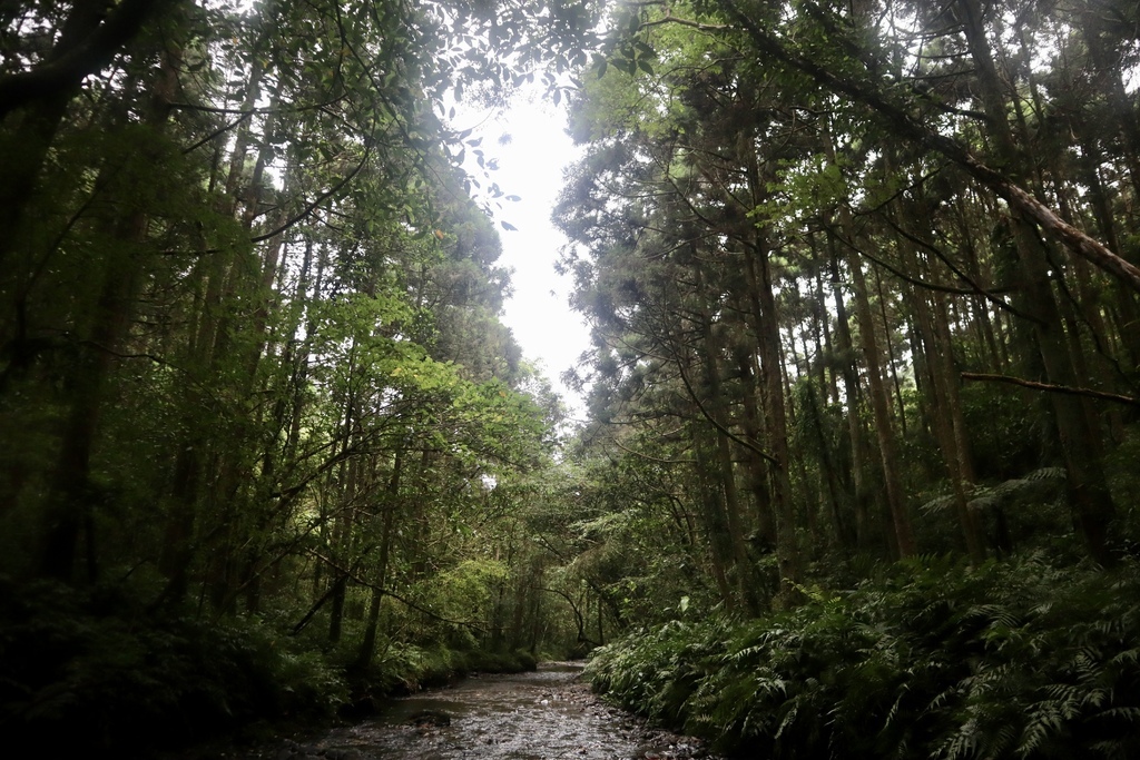 新北景點-我們一起去『坪溪古道』消暑！出發淡蘭古道坪溪段