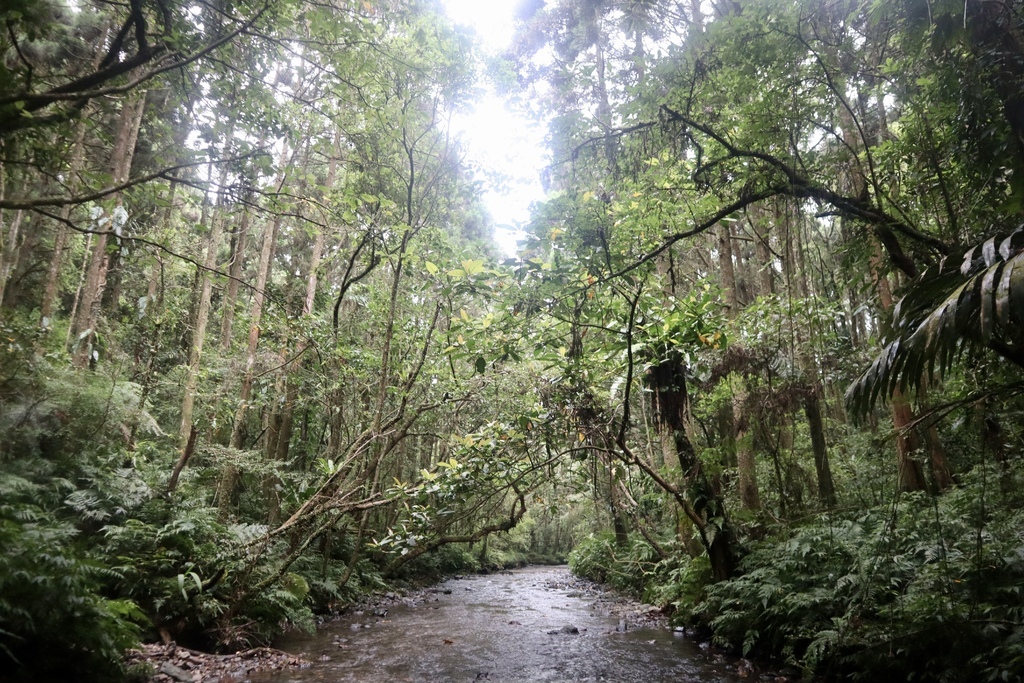 新北景點-我們一起去『坪溪古道』消暑！出發淡蘭古道坪溪段