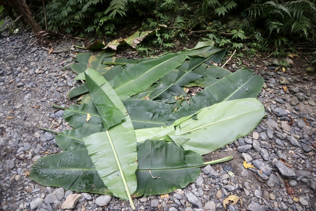 新北景點-我們一起去『坪溪古道』消暑！出發淡蘭古道坪溪段