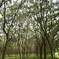 屏東潮州景點-林後四林平地森林園區-丁小羽