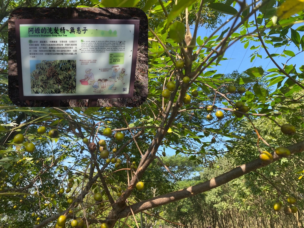 我們一起更親近大自然！丁小羽帶妳去屏東潮州景點-林後四林平地森林園區