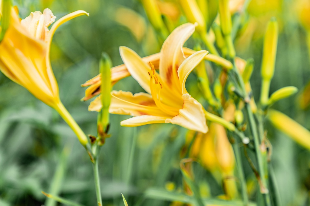 看金針花海不用去花東!丁小羽帶你去苗栗大湖社寮角堤防欣賞金針花海 看金針花海不用去花東!丁小羽帶你去苗栗大湖社寮角堤防欣賞金針花海