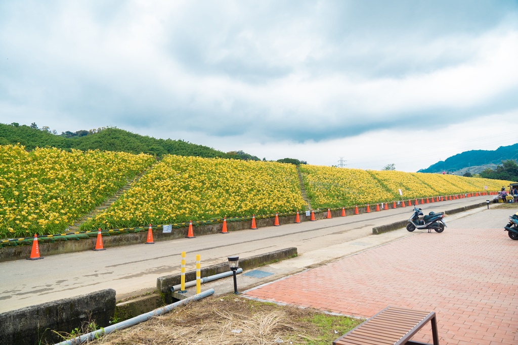 看金針花海不用去花東!丁小羽帶你去苗栗大湖社寮角堤防欣賞金針花海 看金針花海不用去花東!丁小羽帶你去苗栗大湖社寮角堤防欣賞金針花海