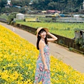 苗栗景點-苗栗大湖鄉社寮角金針花-丁小羽