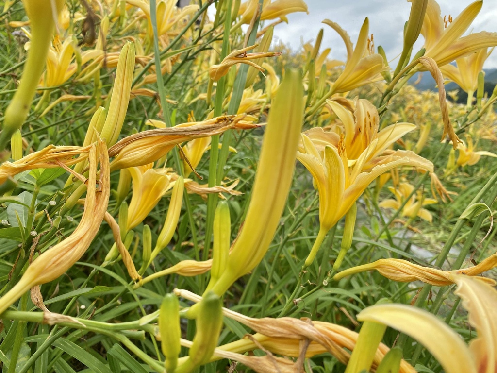 看金針花海不用去花東!丁小羽帶你去苗栗大湖社寮角堤防欣賞金針花海 看金針花海不用去花東!丁小羽帶你去苗栗大湖社寮角堤防欣賞金針花海