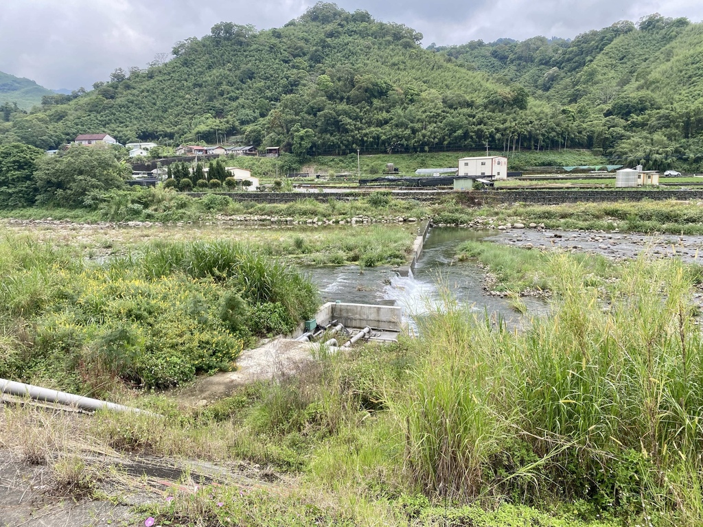 看金針花海不用去花東!丁小羽帶你去苗栗大湖社寮角堤防欣賞金針花海 看金針花海不用去花東!丁小羽帶你去苗栗大湖社寮角堤防欣賞金針花海