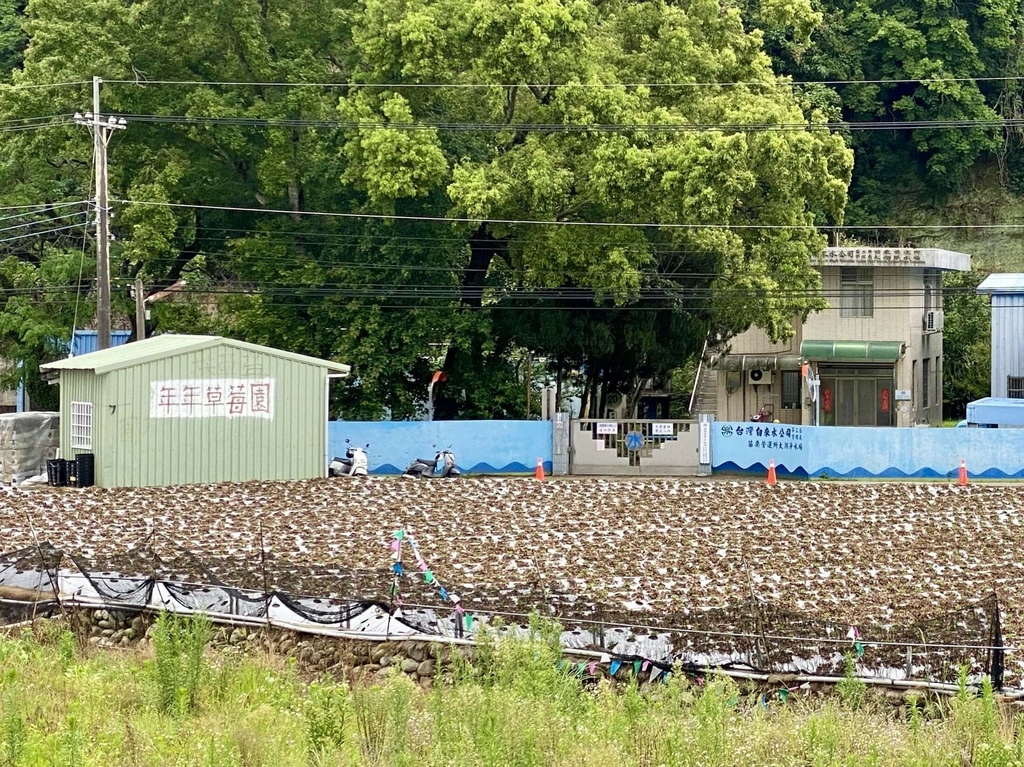 看金針花海不用去花東!丁小羽帶你去苗栗大湖社寮角堤防欣賞金針花海 看金針花海不用去花東!丁小羽帶你去苗栗大湖社寮角堤防欣賞金針花海