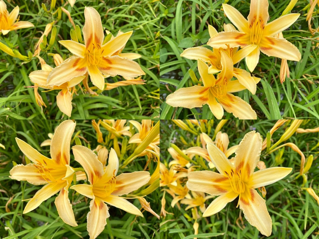 看金針花海不用去花東!丁小羽帶你去苗栗大湖社寮角堤防欣賞金針花海 看金針花海不用去花東!丁小羽帶你去苗栗大湖社寮角堤防欣賞金針花海