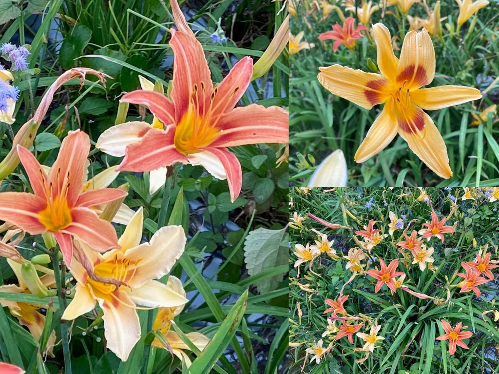 看金針花海不用去花東!丁小羽帶你去苗栗大湖社寮角堤防欣賞金針花海 看金針花海不用去花東!丁小羽帶你去苗栗大湖社寮角堤防欣賞金針花海