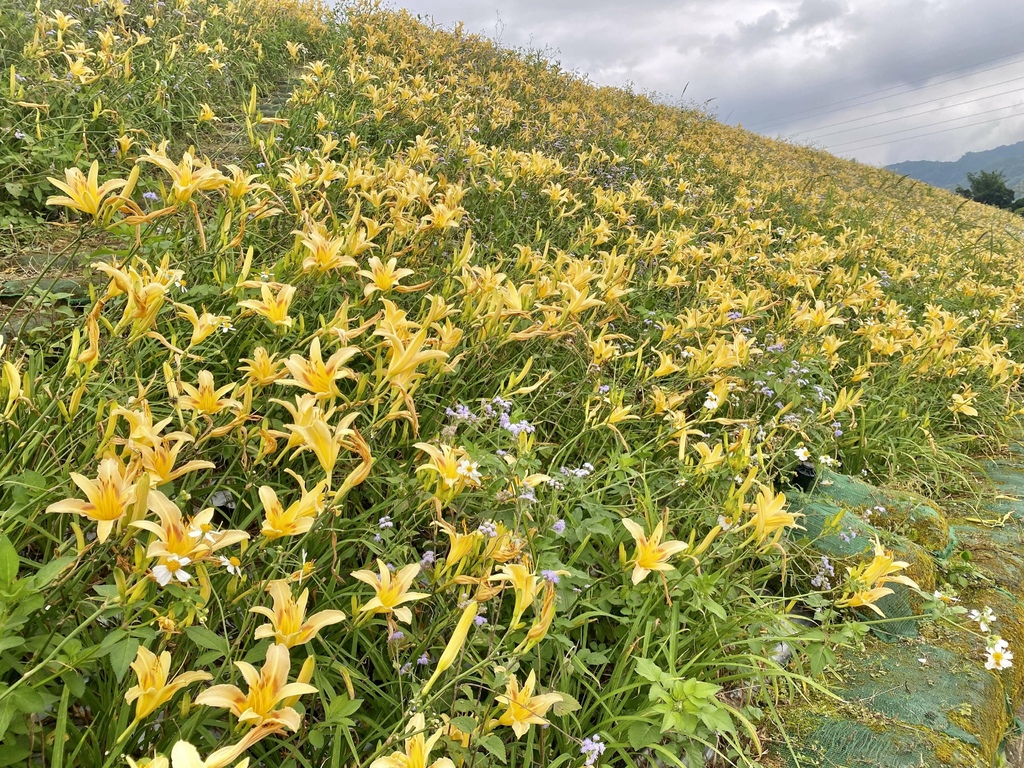 看金針花海不用去花東!丁小羽帶你去苗栗大湖社寮角堤防欣賞金針花海 看金針花海不用去花東!丁小羽帶你去苗栗大湖社寮角堤防欣賞金針花海