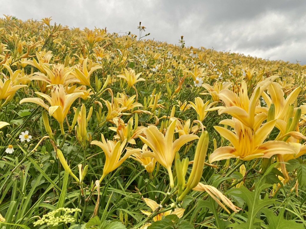 看金針花海不用去花東!丁小羽帶你去苗栗大湖社寮角堤防欣賞金針花海 看金針花海不用去花東!丁小羽帶你去苗栗大湖社寮角堤防欣賞金針花海
