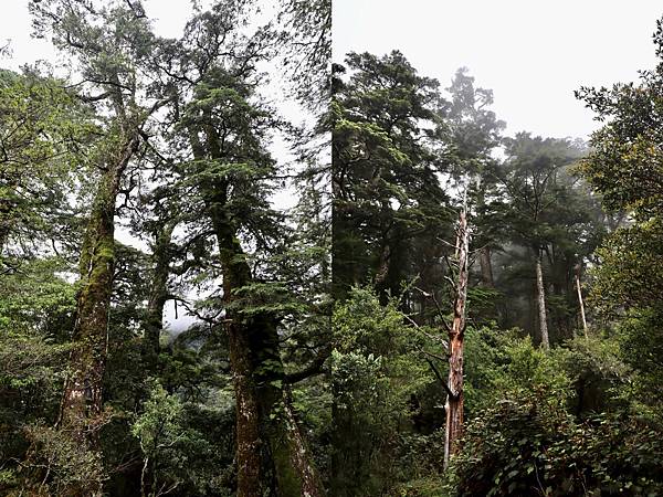 台灣百岳-百岳登山-南橫三星-庫哈諾辛山-丁小羽