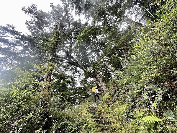 台灣百岳-百岳登山-南橫三星-庫哈諾辛山-丁小羽