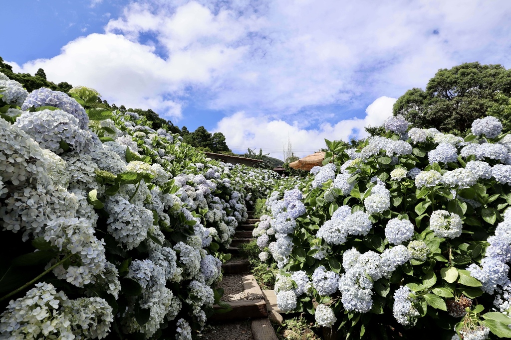 跟著丁小羽去陽明山竹子湖賞繡球花！出發曹家花田香，賞繡球花的好去處