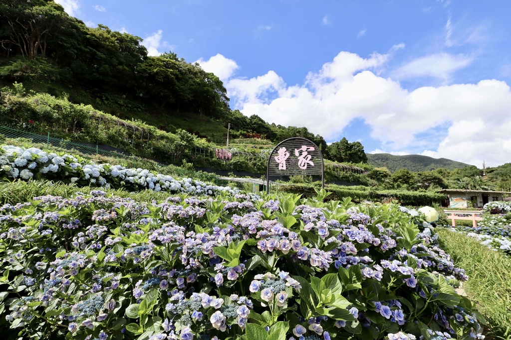 跟著丁小羽去陽明山竹子湖賞繡球花！出發曹家花田香，賞繡球花的好去處