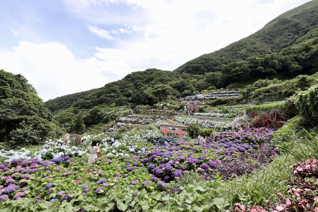 跟著丁小羽去陽明山竹子湖賞繡球花！出發曹家花田香，賞繡球花的好去處