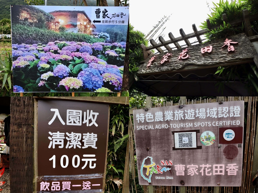 跟著丁小羽去陽明山竹子湖賞繡球花！出發曹家花田香，賞繡球花的好去處