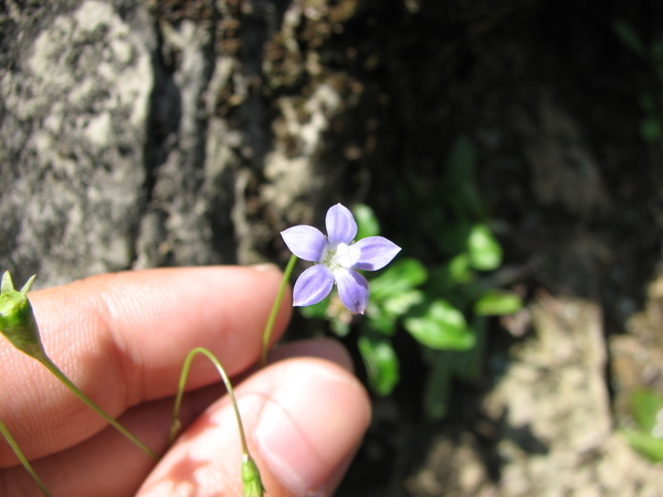 細葉蘭花參