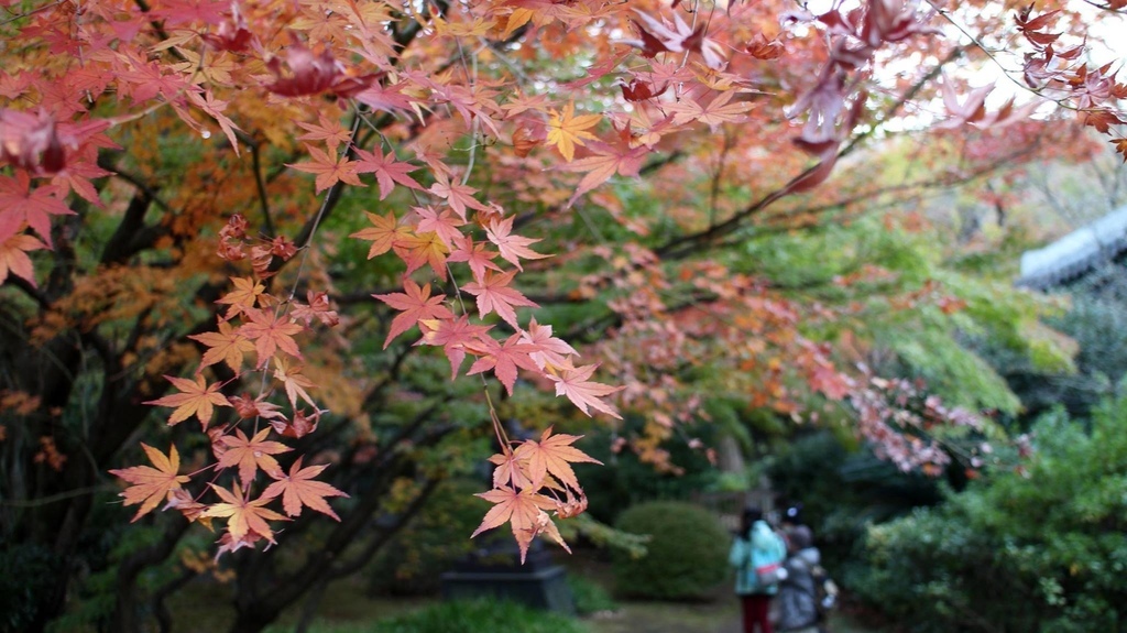 24273798_1735563749818019_262812744576053771_o.jpg 24273798_1735563749818019_262812744576053771_o.jpg