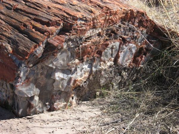 Petrified National Park