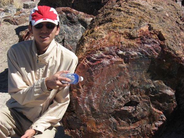 Petrified National Park