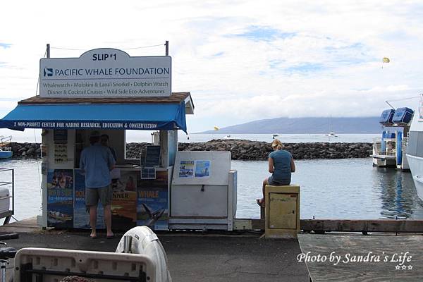 Day 5: Maui Whale Watching