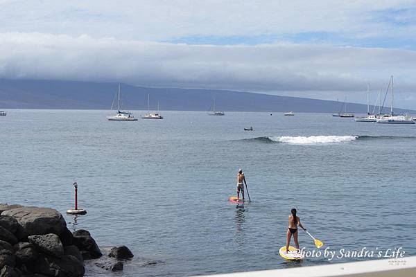 Day 5: Maui Whale Watching