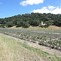 Blueberry picking at Gaviota — at Restoration Oaks Ranch at Gaviota.