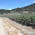 Blueberry picking at Gaviota — at Restoration Oaks Ranch at Gaviota. 